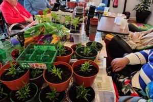 Ash Lodge Residents and guests potting up small plants